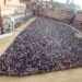 Palio di Siena, tanti gli Ambasciatori alla competizione. Presente anche Nancy Pelosi