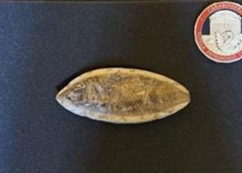 Carabinieri di Udine restituiscono fossile di 110 milioni di anni all’Ambasciata del Brasile