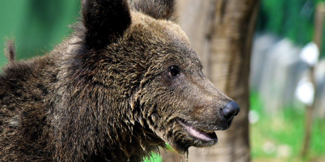 L’orso Kuma accolto al Bioparco di Roma nel 2022 è stato trasferito in Germania
