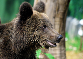 L’orso Kuma accolto al Bioparco di Roma nel 2022 è stato trasferito in Germania