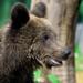 L’orso Kuma accolto al Bioparco di Roma nel 2022 è stato trasferito in Germania