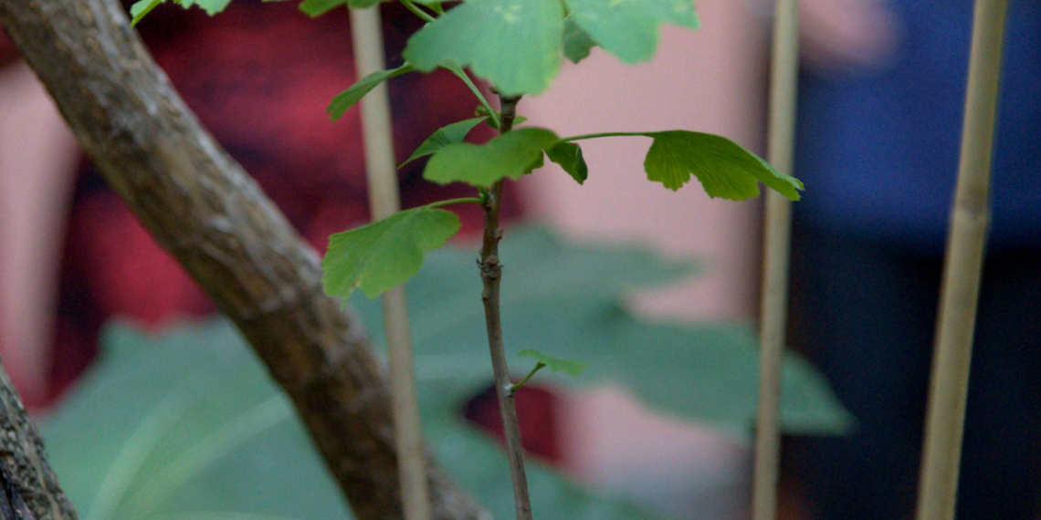 PEFC porta anche in Italia gli alberi della pace sopravvissuti alle bombe atomiche di Hiroshima e Nagasaki