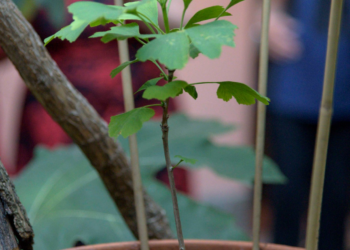 PEFC porta anche in Italia gli alberi della pace sopravvissuti alle bombe atomiche di Hiroshima e Nagasaki