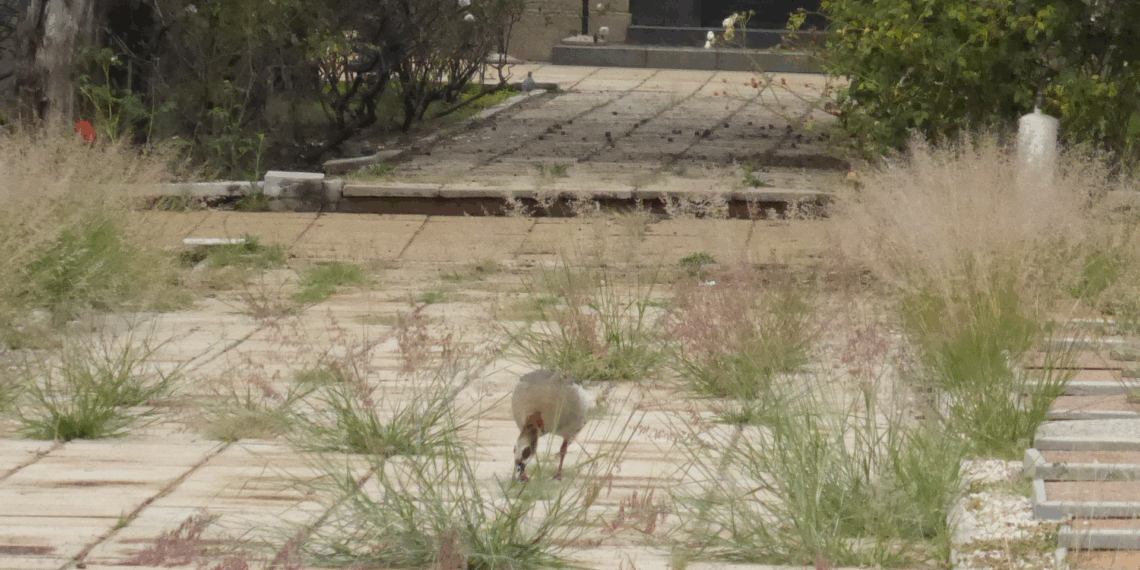 “Il Cimitero Italiano di Guerra di Zonderwater”, lettera aperta alla Redazione della Gazzetta Diplomatica