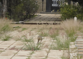 “Il Cimitero Italiano di Guerra di Zonderwater”, lettera aperta alla Redazione della Gazzetta Diplomatica