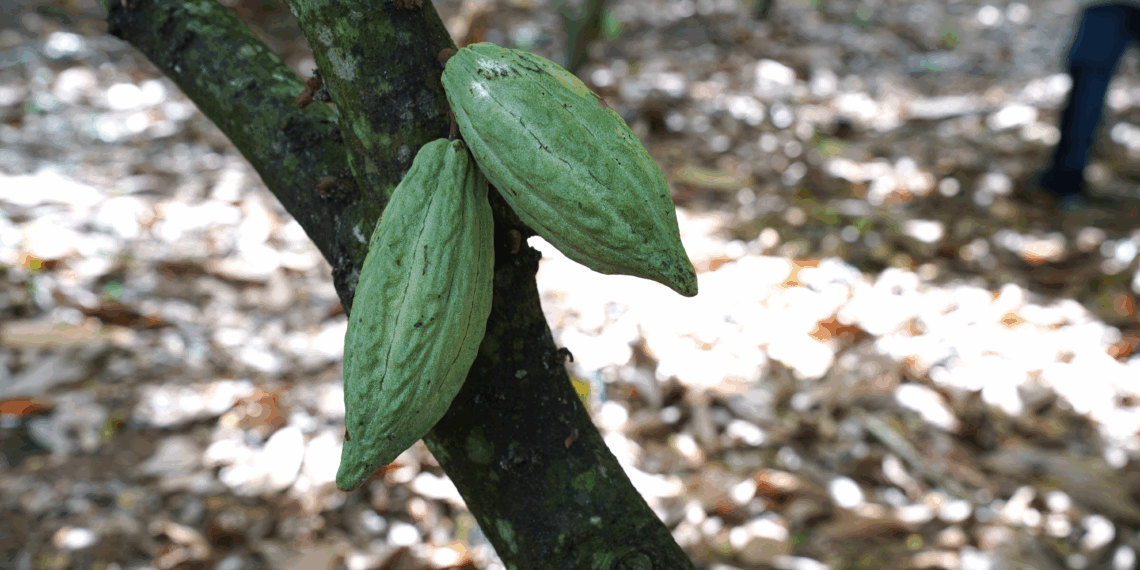 Belcolade Award, ancora poche settimane per partecipare al contest “Il talento incontra il cioccolato”