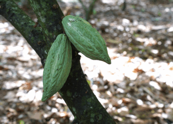 Belcolade Award, ancora poche settimane per partecipare al contest “Il talento incontra il cioccolato” 